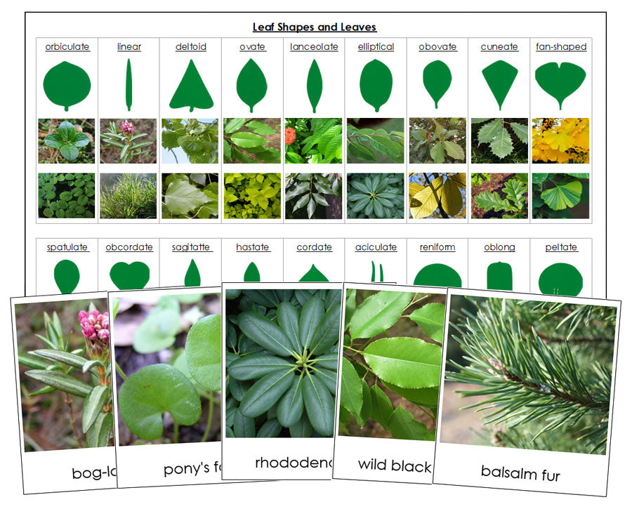 Types Of Leaves In Plants
