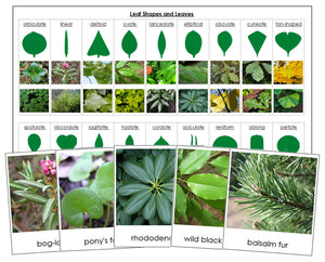 Leaf Shapes & Leaves Sorting Cards & Control Chart - Montessori Print Shop