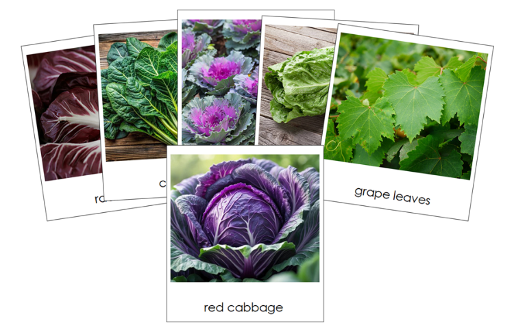 Types of Leaf Vegetable (Set 1) 3-Part Classified Cards - Montessori Print Shop Digital Download