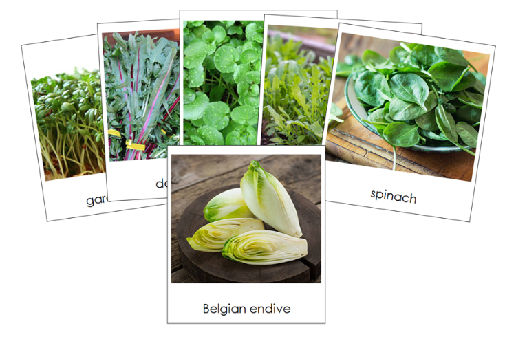 Types of Leaf Vegetables 3-Part Classified Cards - Montessori Print Shop Digital Download