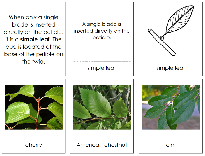 Types of Leaf Arrangements Sorting Cards and Control Chart - Montessori Print Shop Digital Download