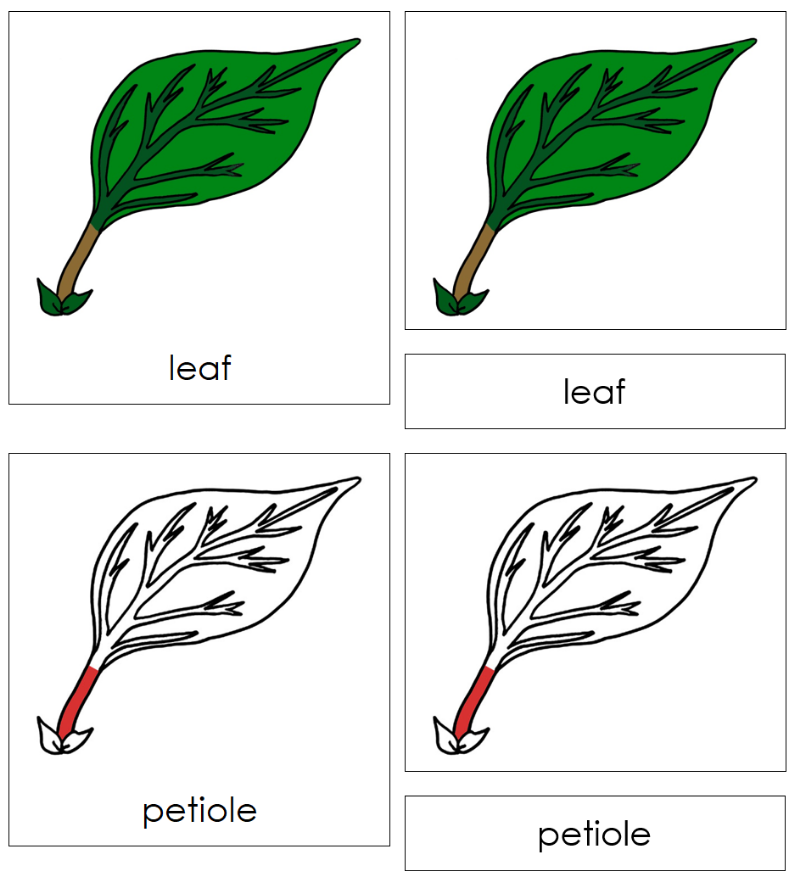 Montessori Leaf Nomenclature Definition Set - Montessori Print Shop Digital Download