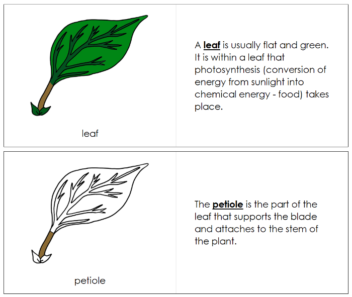 Parts of a Leaf Nomenclature Book - Montessori Print Shop Digital Download