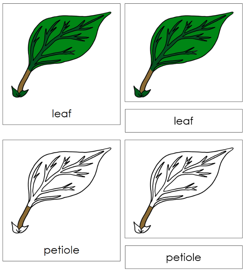 Montessori Leaf Nomenclature Definition Set - Montessori Print Shop Digital Download