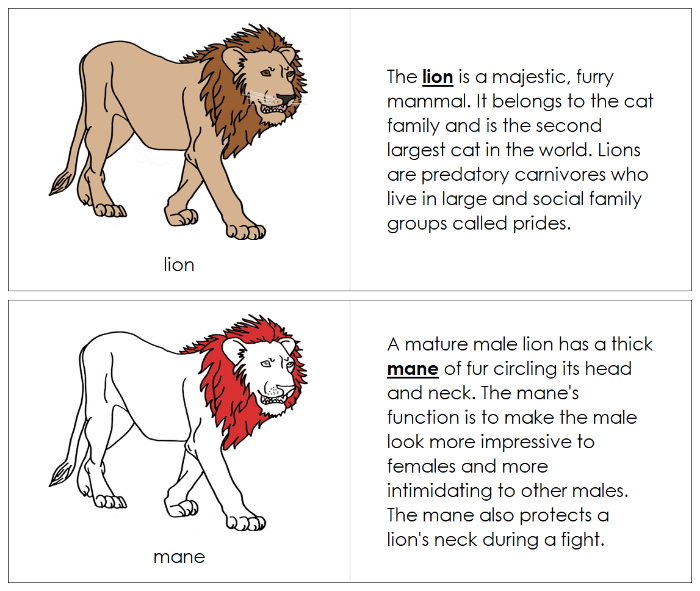 Lion Nomenclature Book (red) - Montessori Print Shop Digital Download