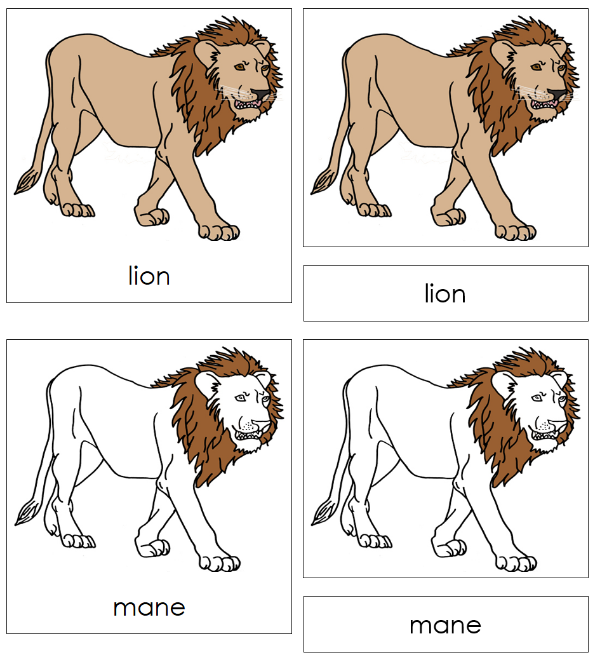 Parts of a Lion 3-Part Nomenclature Cards by Montessori Print Shop