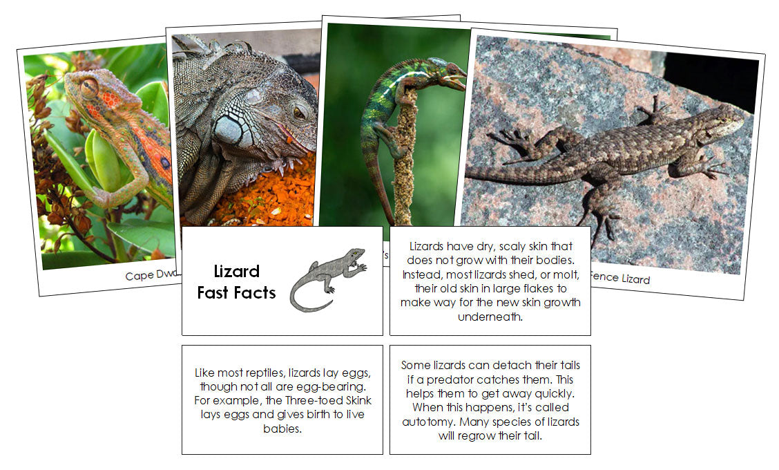 Lizard Inforgraphic Lizard Fast Facts & Pictures - Montessori Digital Download - Montessori ...