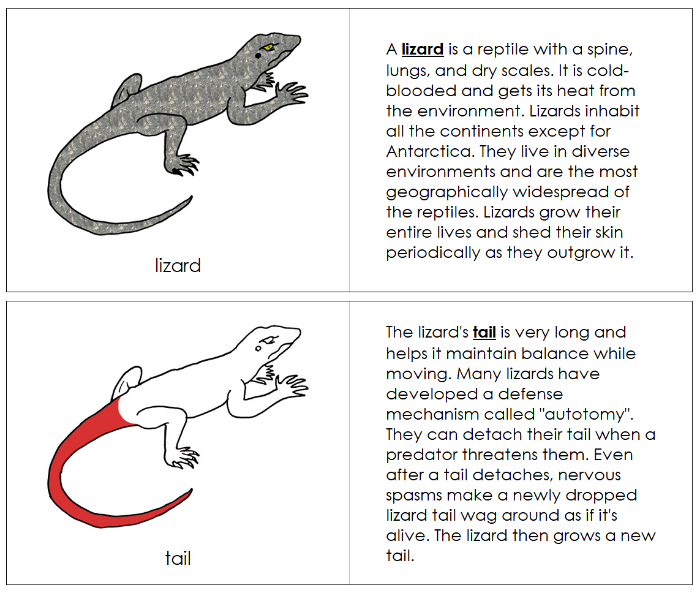 Parts of a Lizard Nomenclature Book (red) - Montessori Print Shop Digital Download