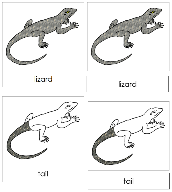 Parts of a Lizard Nomenclature Cards - Montessori Print Shop Digital ...