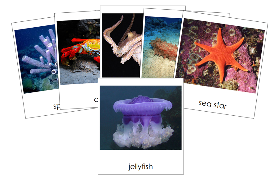 Types of Marine Invertebrates 3-Part Cards by Montessori Print Shop