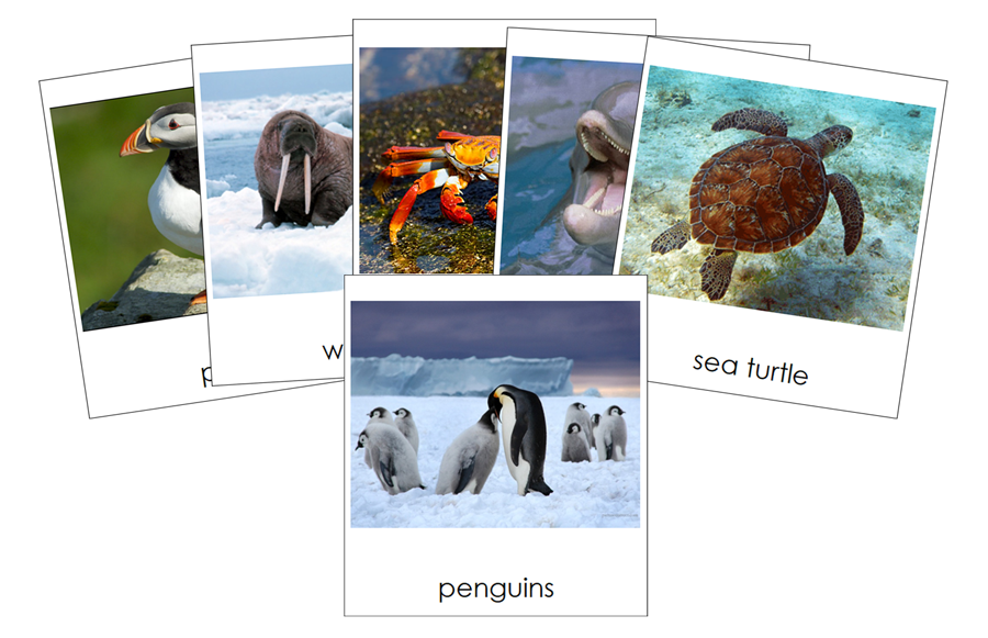 Types of Marine Life 3-Part Cards by Montessori Print Shop