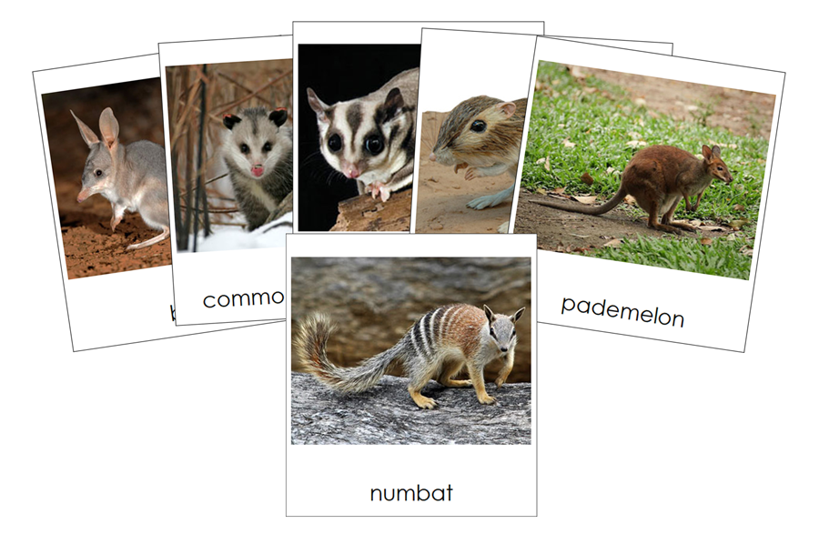 Types of Marsupials 3-Part Cards by Montessori Print Shop
