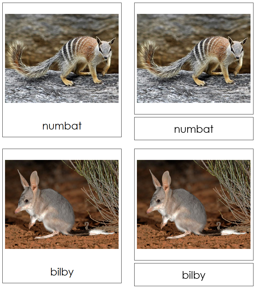 Types of Marsupials 3-Part Cards by Montessori Print Shop