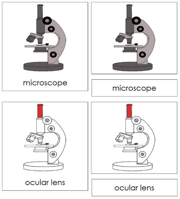 Parts of a Microscope Nomenclature Cards (red) - Montessori Print Shop ...