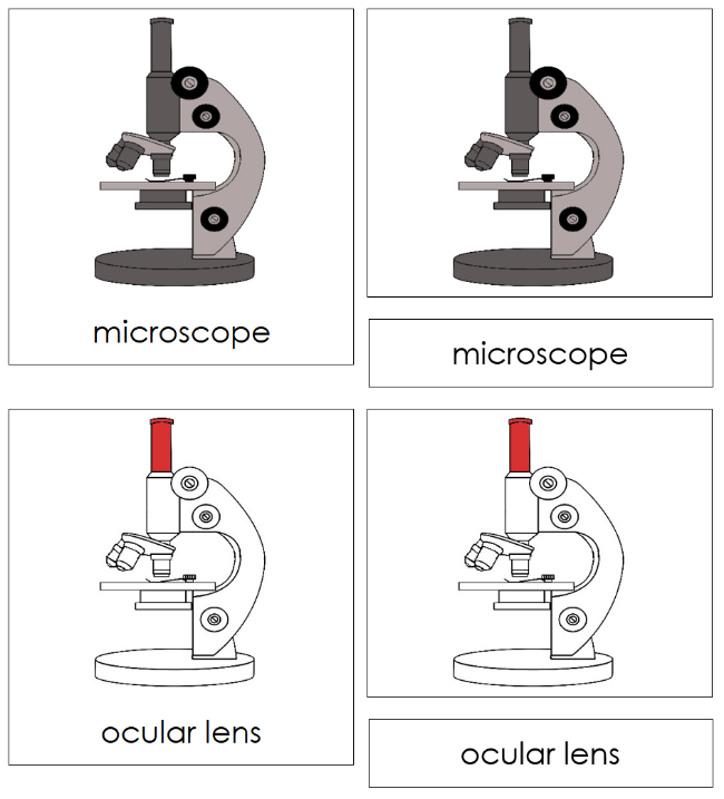 Parts of a Microscope Nomenclature Cards (red) - Montessori Print Shop Digital Download