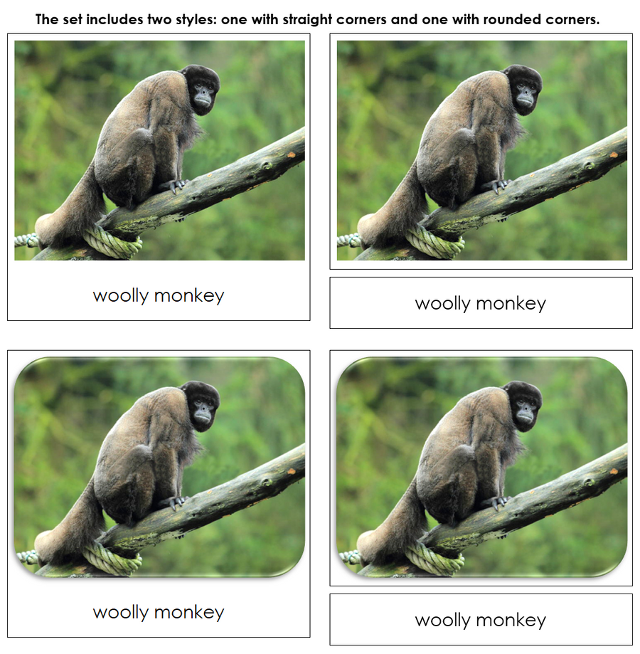 Monkeys and Apes - Safari Toob Cards - Montessori Print Shop