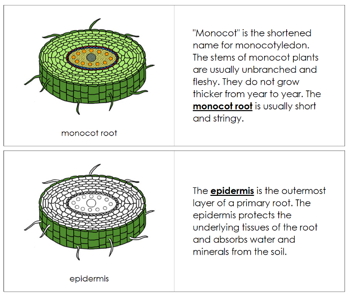 Parts of a Monocot Root Nomenclature Book - Montessori Print Shop Digital Download