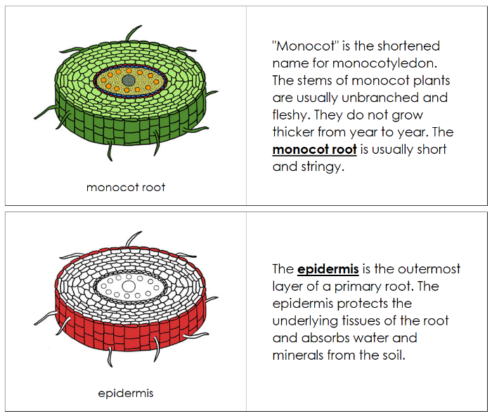 Parts of a Monocot Nomenclature Book (red) - Montessori Print Shop Digital Download