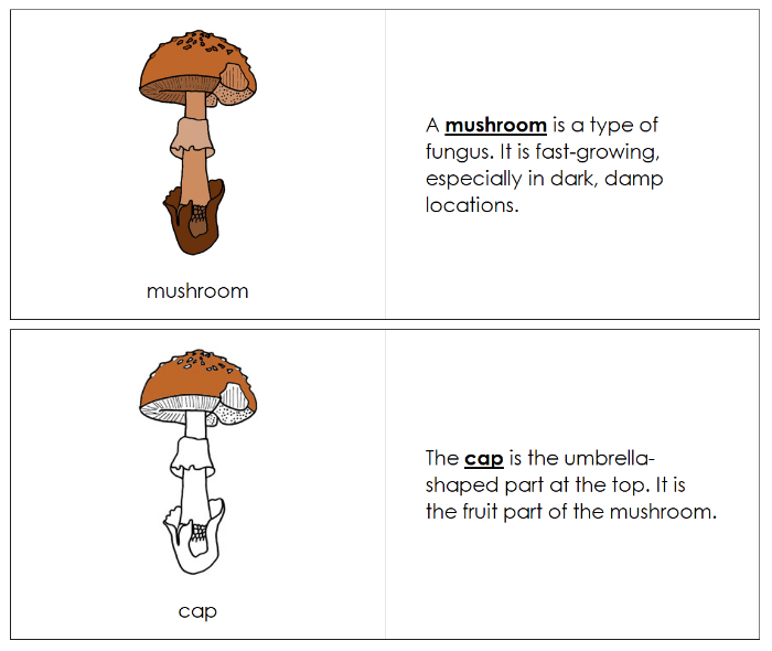 Parts of a Mushroom Nomenclature Book - Montessori Print Shop Digital Download