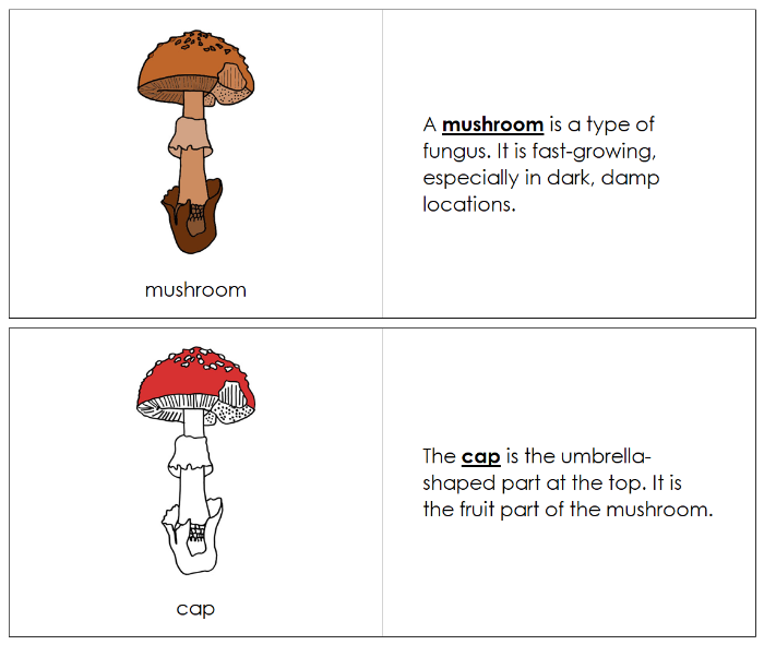 Parts of a Mushroom Nomenclature Book - Montessori Print Shop Digital Download