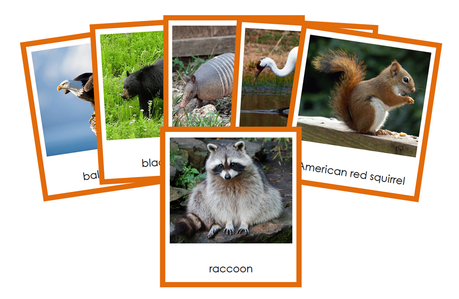 Animals of North America 3-Part Cards (color coded) by Montessori Print Shop