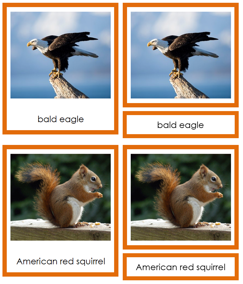 Animals of North America 3-Part Cards (color coded) by Montessori Print Shop