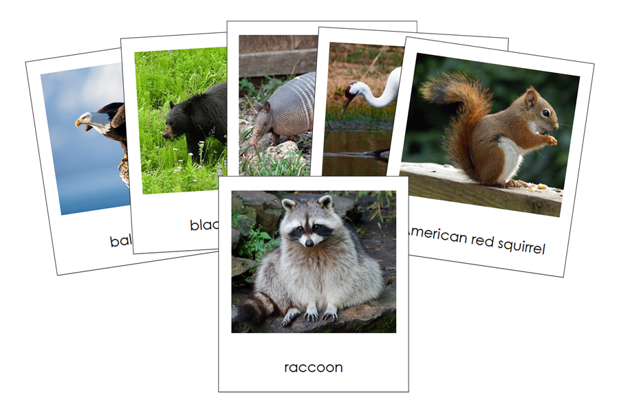 Animals of North America 3-Part Cards by Montessori Print Shop