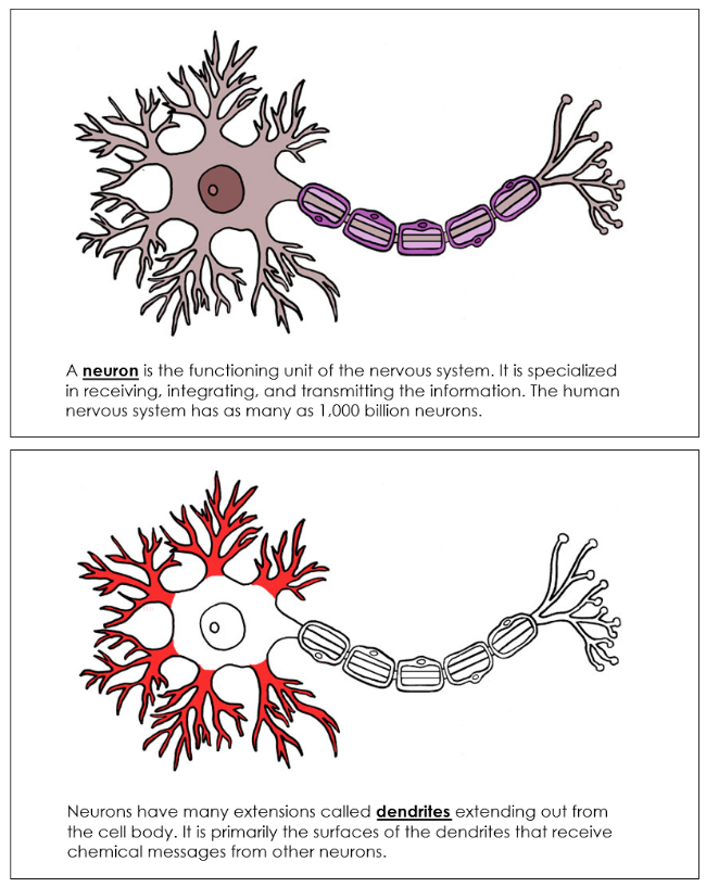 Parts of a Neuron Nomenclature Book - Montessori Print Shop Digital Download