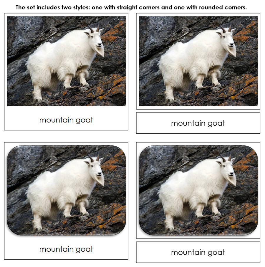 North American Wildlife Safari Toob Cards - Montessori Print Shop