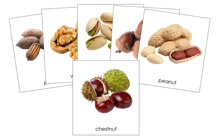Types of Nuts 3-Part Classified Cards - Montessori Print Shop Digital Download