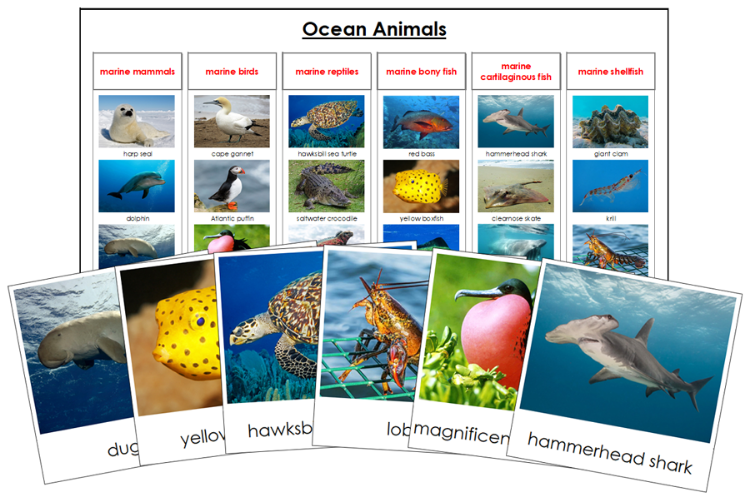 Ocean Animals Sorting Cards & Control Chart - Montessori Print Shop Digital Download science activity
