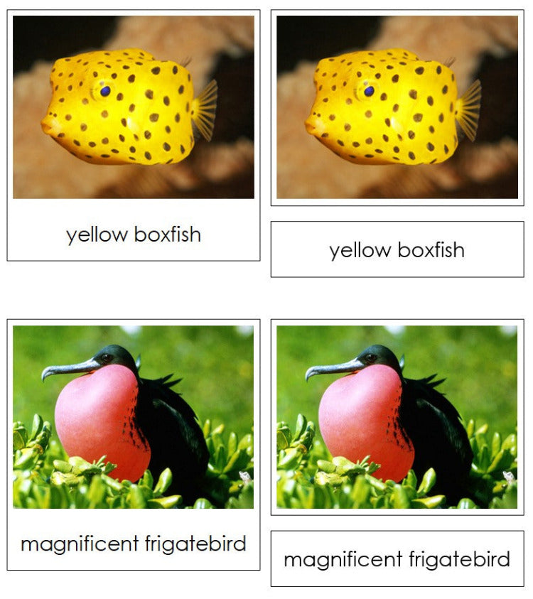 Ocean Animals Sorting Cards & Control Chart - Montessori Print Shop Digital Download science activity