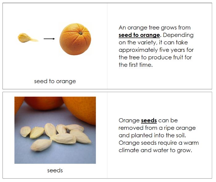 Orange Life Cycle Nomenclature Book - Montessori Print Shop Digital Download