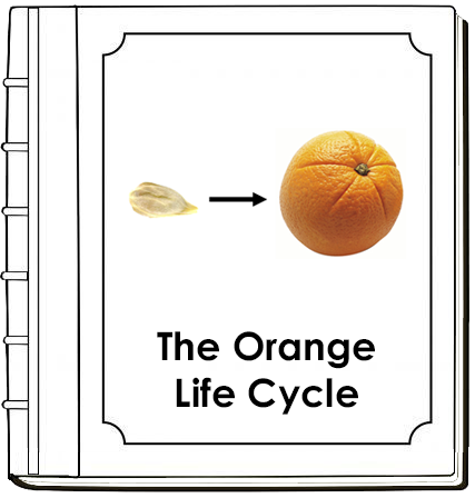 Orange Life Cycle Nomenclature Book - Montessori Print Shop Digital Download