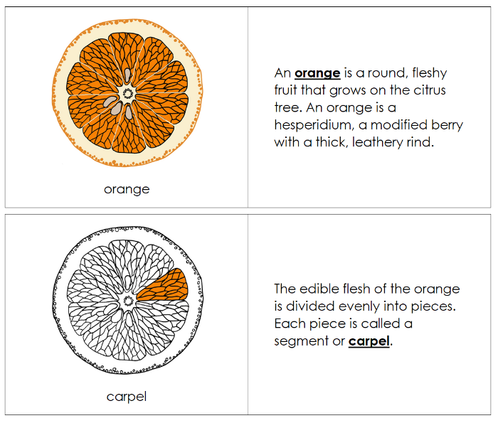 Parts of an Orange Nomenclature Book - Montessori Print Shop Digital Download