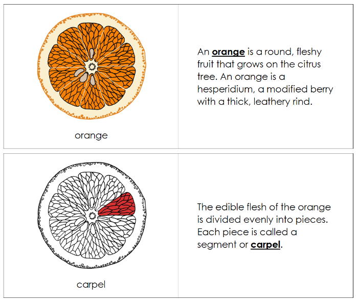 Parts of an Orange Nomenclature Book (red) - Montessori Print Shop Digital Download