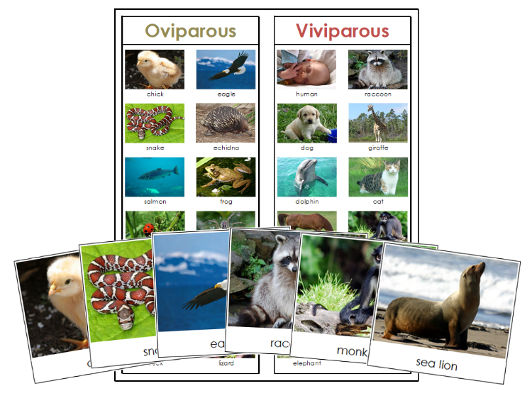Oviparous and Viviparous Animals Sorting Activity - Montessori Print Shop Digital Download zoology materials