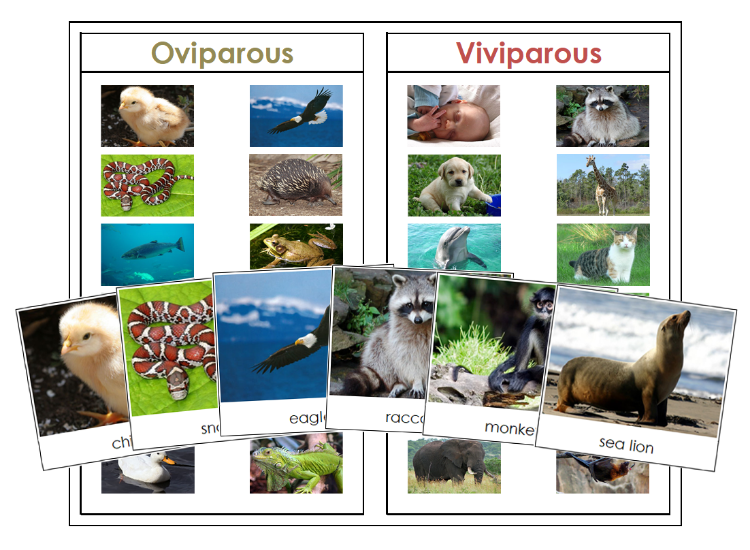 Oviparous and Viviparous Animals Sorting Activity - Montessori Print Shop Digital Download zoology materials