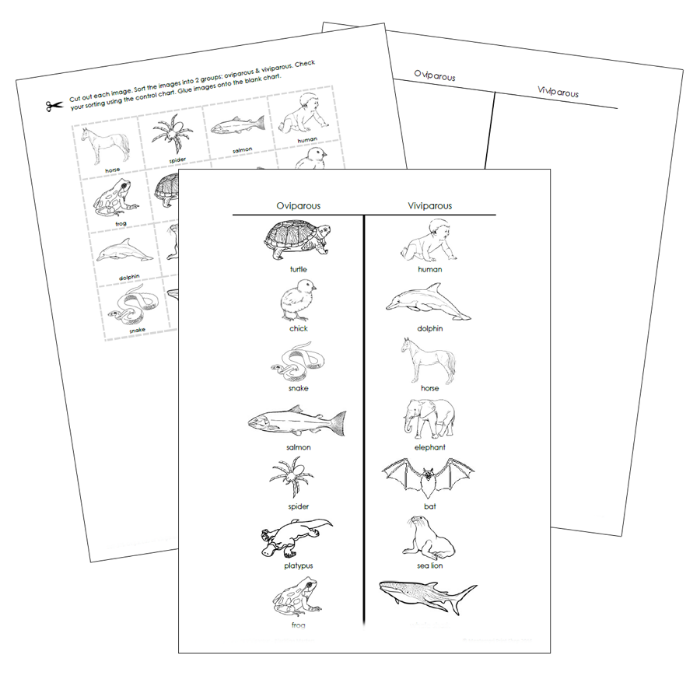 Oviparous And Viviparous Animals Sorting Cut & Paste (Blackline Masters) - Montessori Print Shop Digital Download