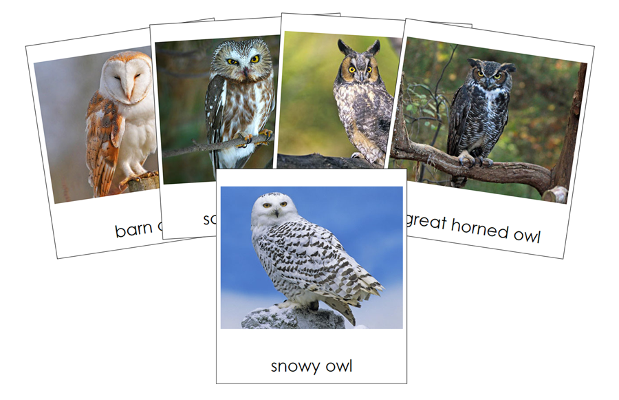 Types of Owls 3-Part Cards by Montessori Print Shop