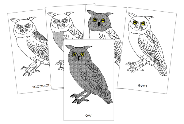 Parts of an Owl Nomenclature Cards by Montessori Print Shop
