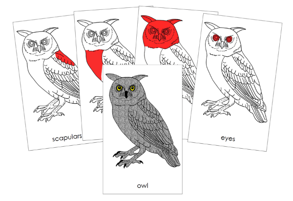 Parts of an Owl Nomenclature Cards (red) by Montessori Print Shop