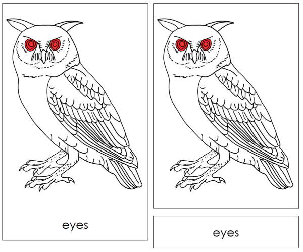 Parts of an Owl Nomenclature Cards (red) by Montessori Print Shop