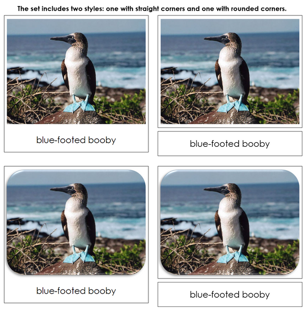 Pacific Safari Toob Cards - Montessori Print Shop Digital Download