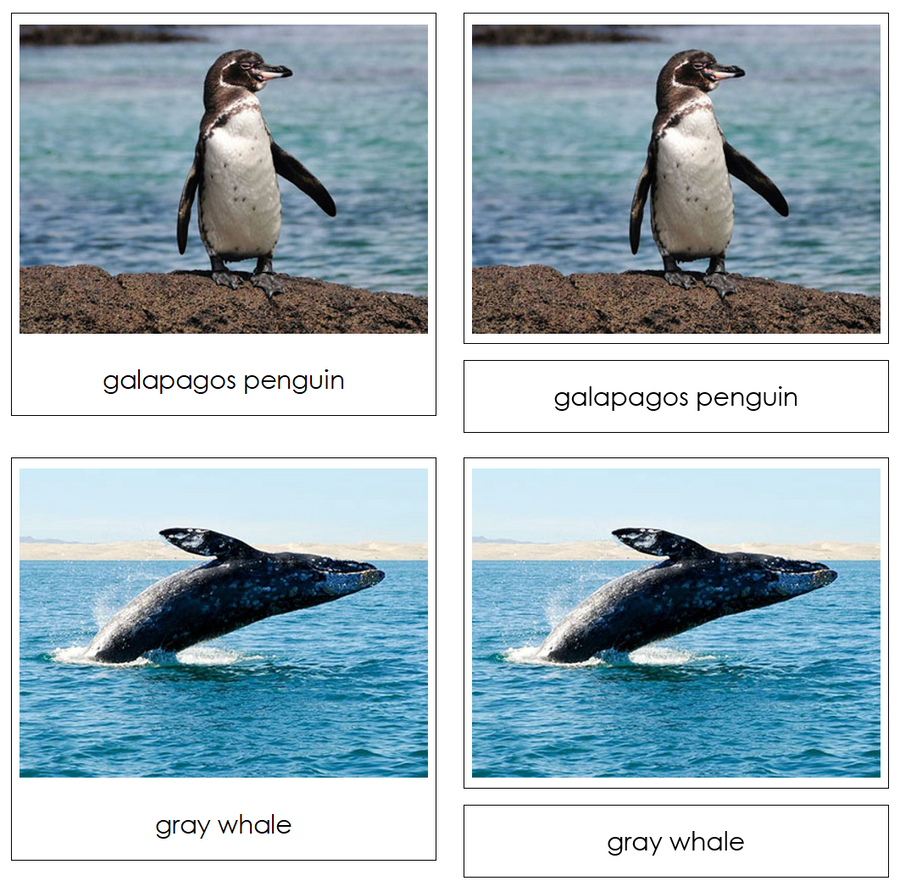 Pacific Safari TOOB Cards - Montessori Print Shop