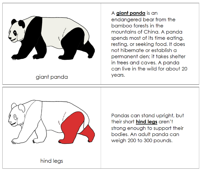 Parts of a Giant Panda Nomenclature Book (red) - Montessori Print Shop Digital Download