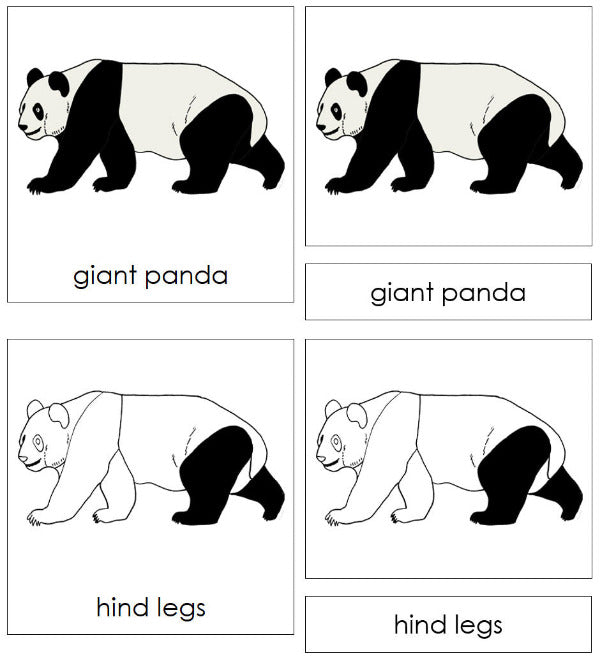 Parts of a Giant Panda 3-Part Nomenclature Cards by Montessori Print Shop