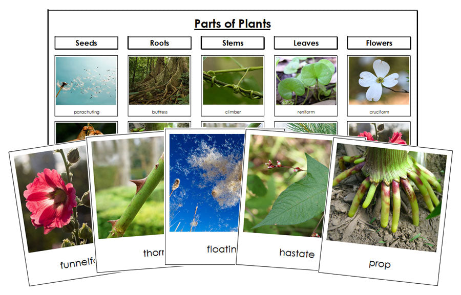 Parts of Plants Sorting - Montessori Print Shop Digital Download