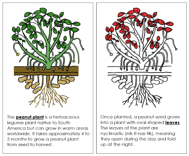 Parts of a Peanut Plant Nomenclature Book (Red) - Montessori Print Shop Digital Download