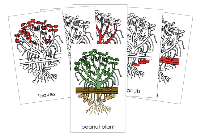 Parts of a Peanut Plant Nomenclature Cards (Red) - Montessori Print Shop Digital Download